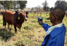 Using Blockchain to manage cows: E-Livestock Global example E-Livestock Global, MastercardFounder and President of E-Livestock Global, Max Makuvise, demos how the solution is used