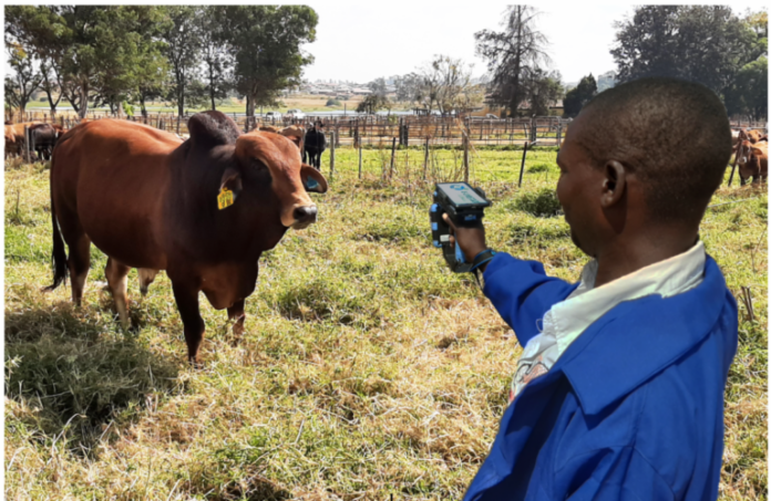 E-Livestock Global, MastercardFounder and President of E-Livestock Global, Max Makuvise, demos how the solution is used
