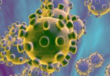 What are fake notary scam emails?