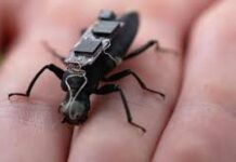 Germany Develops AI-Powered Cyborg Cockroaches for Military Surveillance